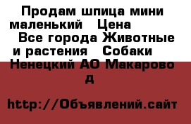 Продам шпица мини маленький › Цена ­ 15 000 - Все города Животные и растения » Собаки   . Ненецкий АО,Макарово д.